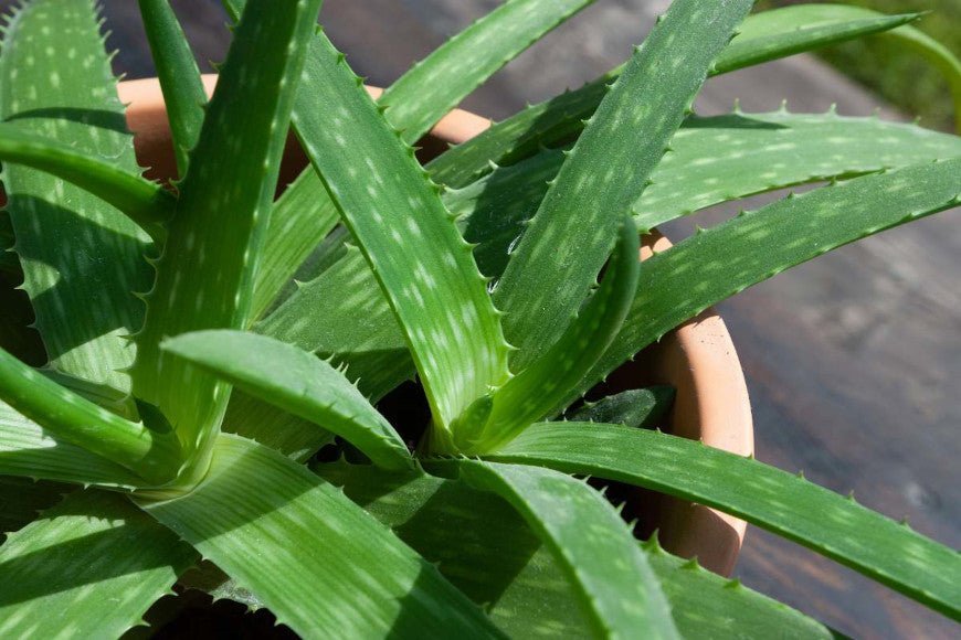 Dentifrice aloe vera - Y-Brush