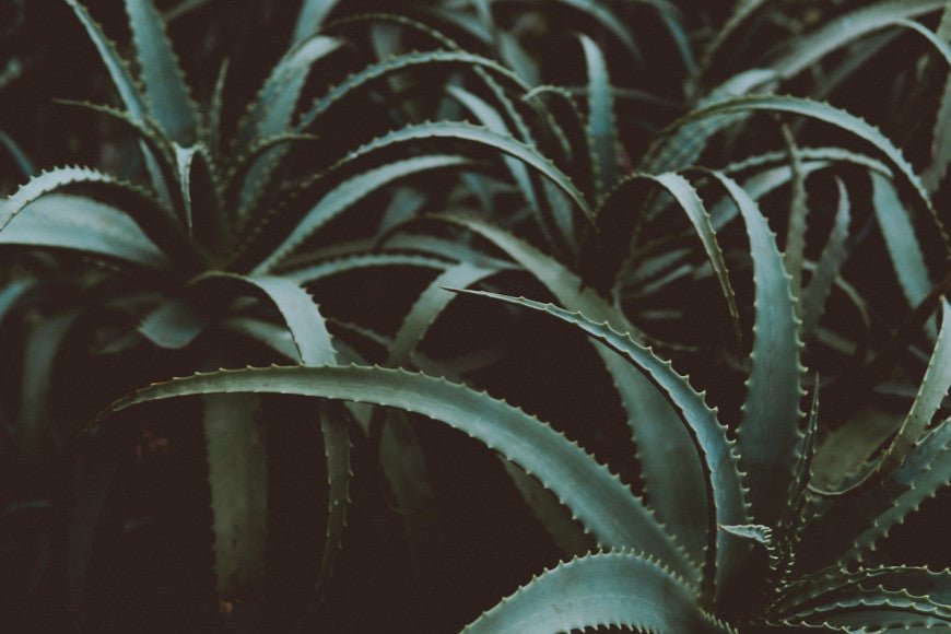 Comment utiliser le gel aloe vera pour les gencives ? - Y-Brush