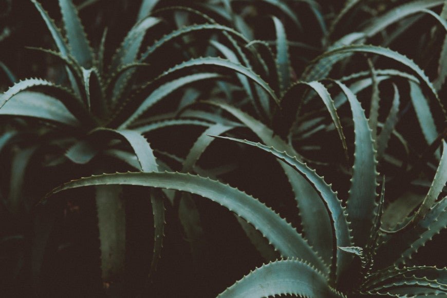 Comment utiliser le gel aloe vera pour les gencives ? - Y-Brush