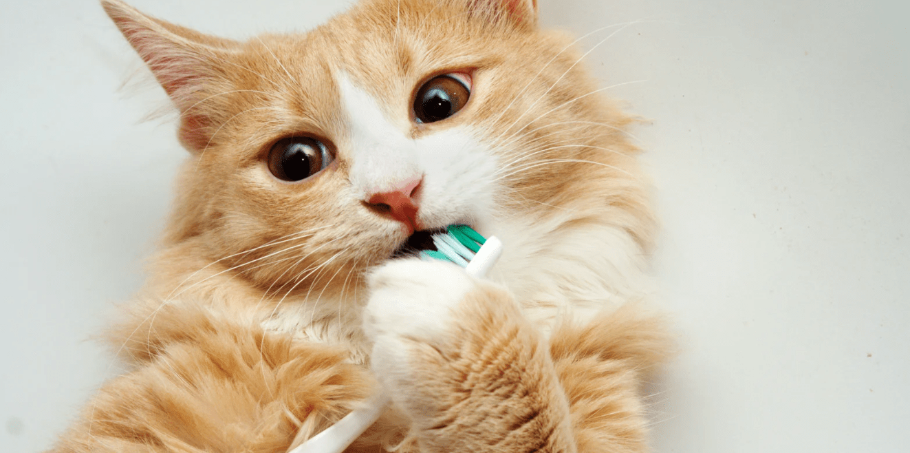 Pourquoi certains animaux n'ont-ils pas besoin de se brosser les dents et nous, oui ? - Y-Brush