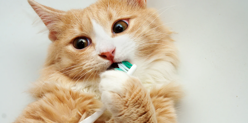 Pourquoi certains animaux n'ont-ils pas besoin de se brosser les dents et nous, oui ?