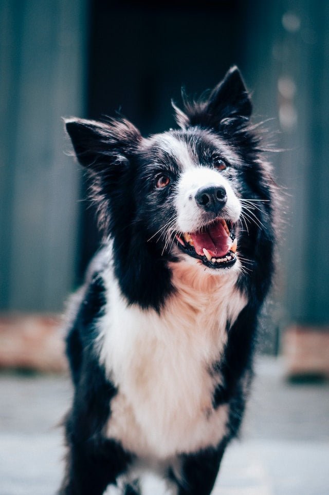 Comprendre le detartrage dentaire chez le Chien - Y-Brush