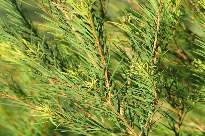 Comment faire un bain de bouche arbre à thé ? - Y-Brush